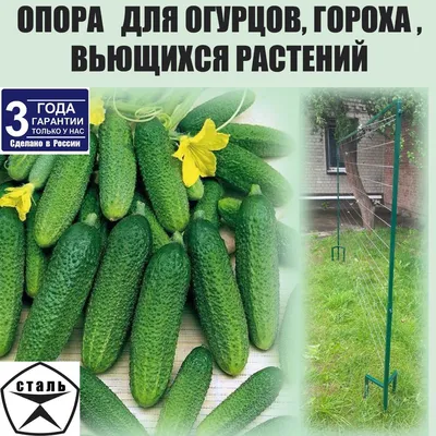 Мои удобнейшие подвязки для огурцов — плети не сползают вниз. Идею  подсмотрела у местного фермера | Маленький сад на краю Вселенной | Дзен