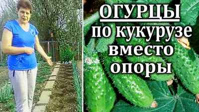 Сетка для скалолазания растений, держатель для растений с поддержкой  освещения, огурцов, Утренней славы, цветов, садовые инструменты | AliExpress
