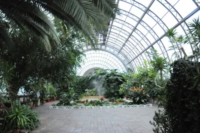 Оранжерея таврического сада фото фотографии