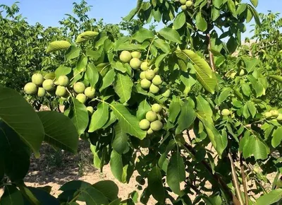 ПРОДАЖА ЗЕМЕЛЬНОГО УЧАСТКА ДЛЯ ВЫРАЩИВАНИЯ ГРЕЦКОГО ОРЕХА, МИНДАЛЯ, ФУНДУКА  В КРЫМУ, ЗАКЛАДКА, ПОСАДКА САДА ГРЕЦКОГО ОРЕХА, МИНДАЛЯ, ФУНДУКА В КРЫМУ,  КУПИТЬ САДЫ ПО ВЫРАЩИВАНИЮ ГРЕЦКОГО ОРЕХ, МИНДАЛЯ, ФУНДУКА В КРЫМУ, ПРОДАЖА  ОРЕХОВЫЙ