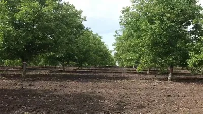 Лучший сад грецкого ореха в Калифорнии: без обрезки и капельного или  спринклерного орошения (видео)! • EastFruit