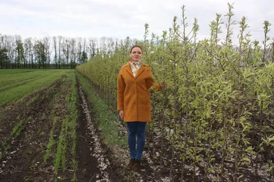 Продам ореховый сад.