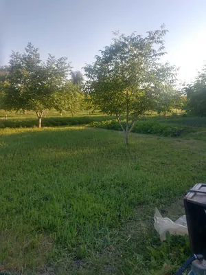 Продам ореховый сад, Харьков - купить ореховый сад, Харьков — Agro-Ukraine