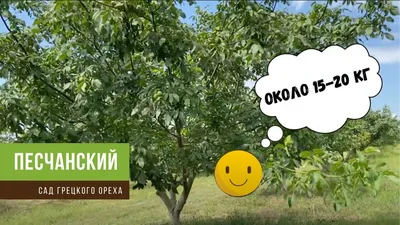 ореховый сад песчанский - Pepiniera Voinești