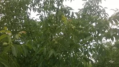 Ореховый сад в 10 раз прибыльнее, чем подсолнечник - Новини АПК | Головні  фермерські новини України