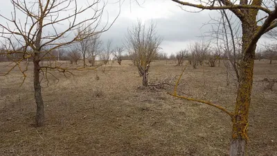 В Украине заложили первый в стране сад ореха пекан • EastFruit