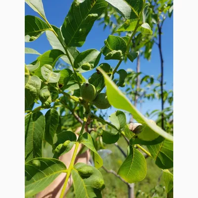 Ореховый сад, Валки: Готовый бизнес на Agronet