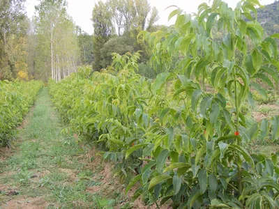 Продам ореховый сад, Харьков - купить ореховый сад, Харьков — Agro-Ukraine