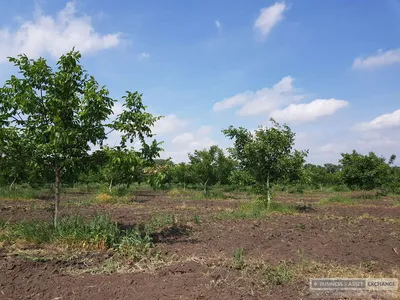 Купить грецкий орех Ореховый сад натуральный 120 г, цены на Мегамаркет |  Артикул: 100029464073
