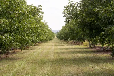 Продам ореховый сад, Харьков - купить ореховый сад, Харьков — Agro-Ukraine