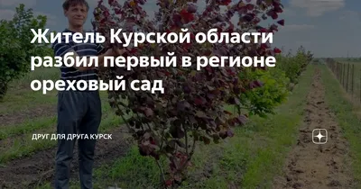 Продается ореховый сад: 10 000 грн. - Сад / огород Новая Водолага на Olx