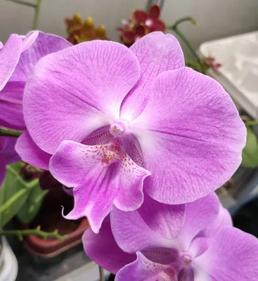 Орхидея Phalaenopsis Big Lip (отцвел)