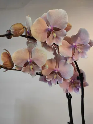 Орхидея Phalaenopsis Big Lip
