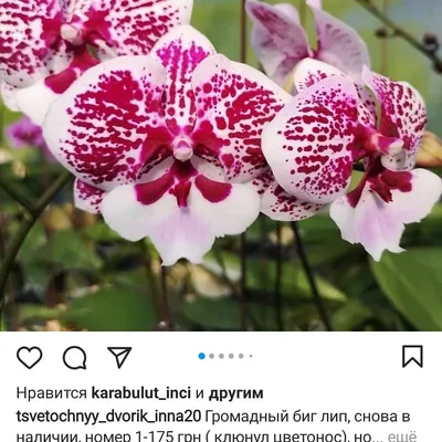 Фаленопсис \"Karen\", биг лип (1 цветонос, 70 см.)