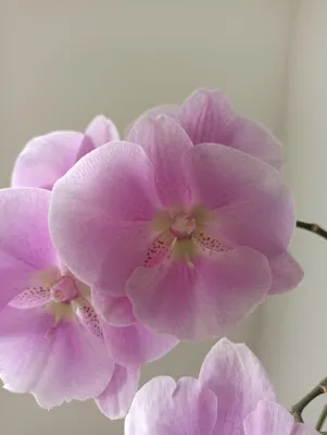Орхидея Phal. Champion Dharma big lip - купить, доставка Украина