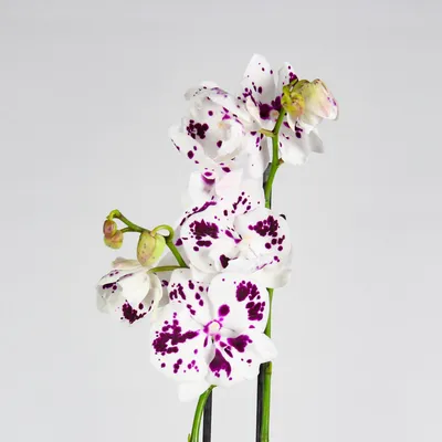 Фаленопсис Биг Лип Панда (Phalaenopsis Charming Panda) Тайвань — купить в  интернет-магазине Ангелок
