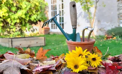 Самые важные осенние работы в саду - список работ сентября, октябрь и  ноября | Блог Агрономова