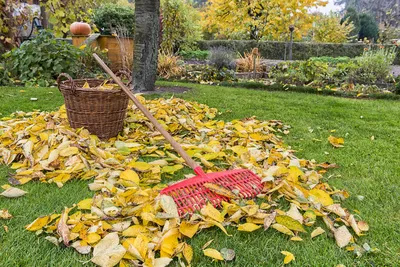 Осенние работы в саду и огороде в сентябре, октябре и ноябре 2023