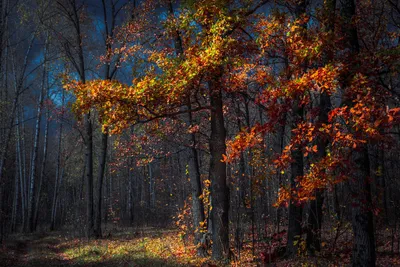 дуб осень листья дубовые листья солнце autumn oak snirons | Дубовые листья,  Осенние листья, Листья