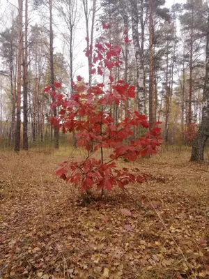 Осенний дуб рисунок - 43 фото