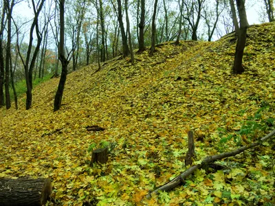 Осенний сад - красивые фото