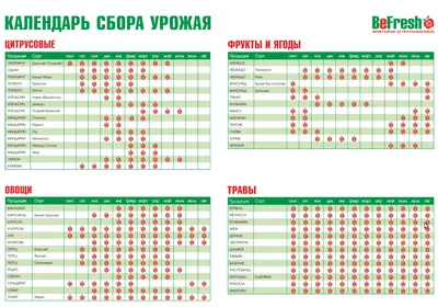 Как в Израиле устроены местные рынки и почему малина под запретом - ЦИМЕС