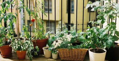 Как выращивать овощи на балконе | Блог GreenMarket