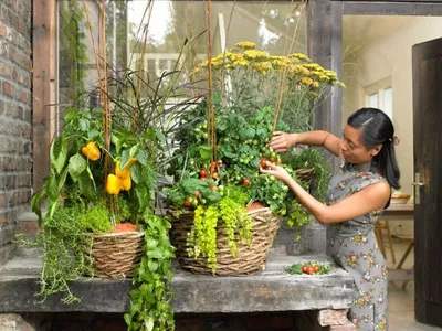Как выращивать овощи на балконе – советы специалиста