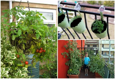 Овощи и ягоды для домашнего урожая на балконе
