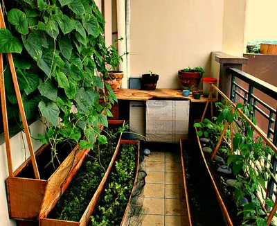 Овощи, которые легко можно выращивать на балконе | ДачаМания | Дзен