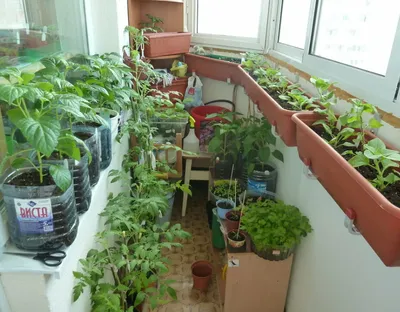 Огород на балконе. Как можно вырастить овощи и зелень на балконе |  Садогорода.нет | Дзен