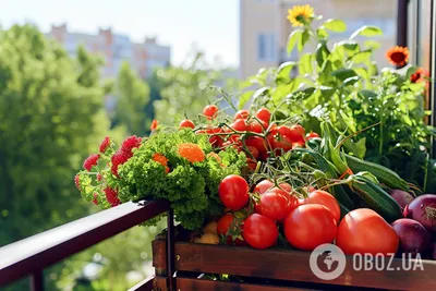 Как вырастить огурцы на балконе | https://agro-sales.ru | Дзен