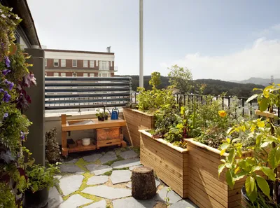 Как выращивать овощи на балконе – советы специалиста