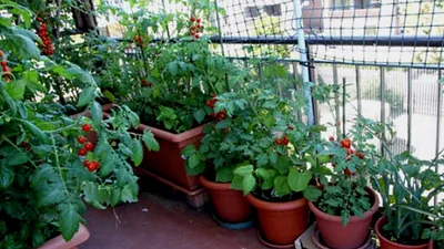 Для выращивания овощей на балконе и цветочные горшки для выращивания  пластиковая коробка для выращивания | AliExpress