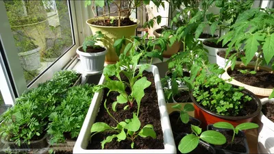 Мини-огород на балконе: овощи, зелень, пряности и цветы - Форум Все сорта