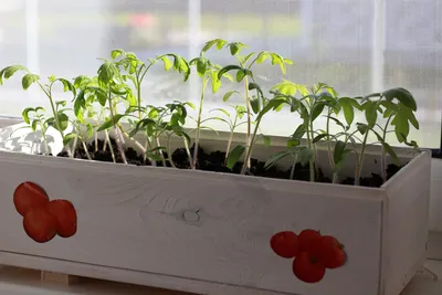Я выращиваю овощи и ягоды на балконе и трачу на это меньше 4000 ₽ в год