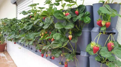 Хранение овощей: как и где хранить, на балконе, в холодильнике | ivd.ru
