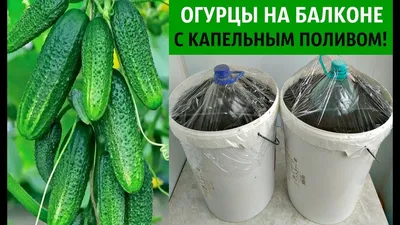 Ларь Погребок для хранения овощей на балконе Амбар-2 купить с доставкой в  Москве: цена 13990.00 руб — ВекБТ