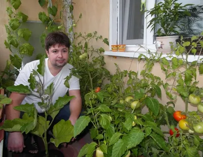 Овощи на балконе фото фотографии