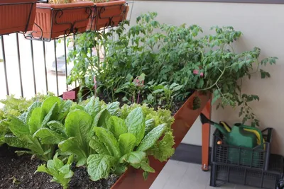 Огород на балконе. Как можно вырастить овощи и зелень на балконе |  Садогорода.нет | Дзен