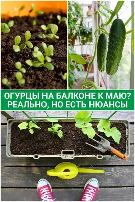 Как вырастить овощи и зелень на балконе
