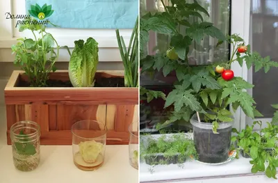 Сад на балконе: обустройство, выбор растений и горшка, вазона