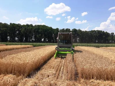 Особенности сева озимой пшеницы - АгроПерспектива