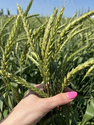 Озимая пшеница радует Казахстан высоким урожаем