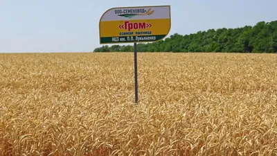 Озимая пшеница. Агроцентр Орел 2021 | «Сингента» в России