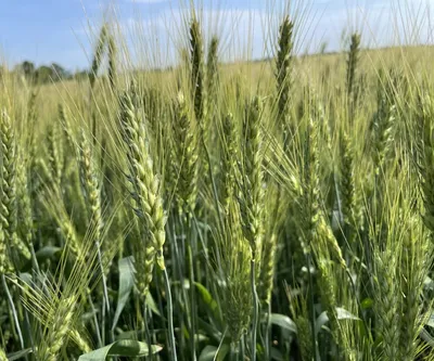 Пшеница озимая мягкая Стиль-18