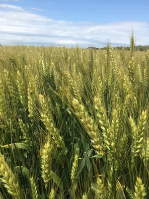 Пшеница | Озимая пшеница | Пророщенное зерно | Сойкапедия