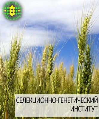 ПРОДАЁТСЯ озимая пшеница | Официальный сайт