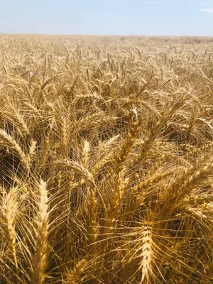 Озимая пшеница: топ-5 сортов по объемам высева в России | ГлавАгроном | Дзен
