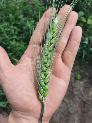 Озимая пшеница по озимой пшенице